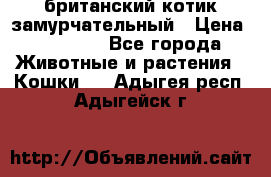 британский котик замурчательный › Цена ­ 12 000 - Все города Животные и растения » Кошки   . Адыгея респ.,Адыгейск г.